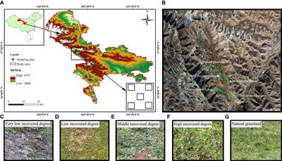 Vegetation communities and soil properties along the restoration process of the Jinqianghe mine site in the Qilian Mountains, China